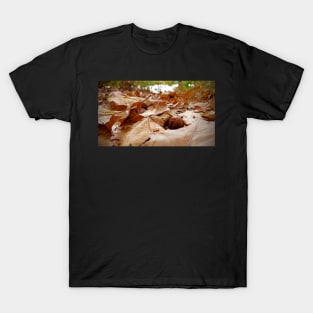 Acorns and Leaves T-Shirt